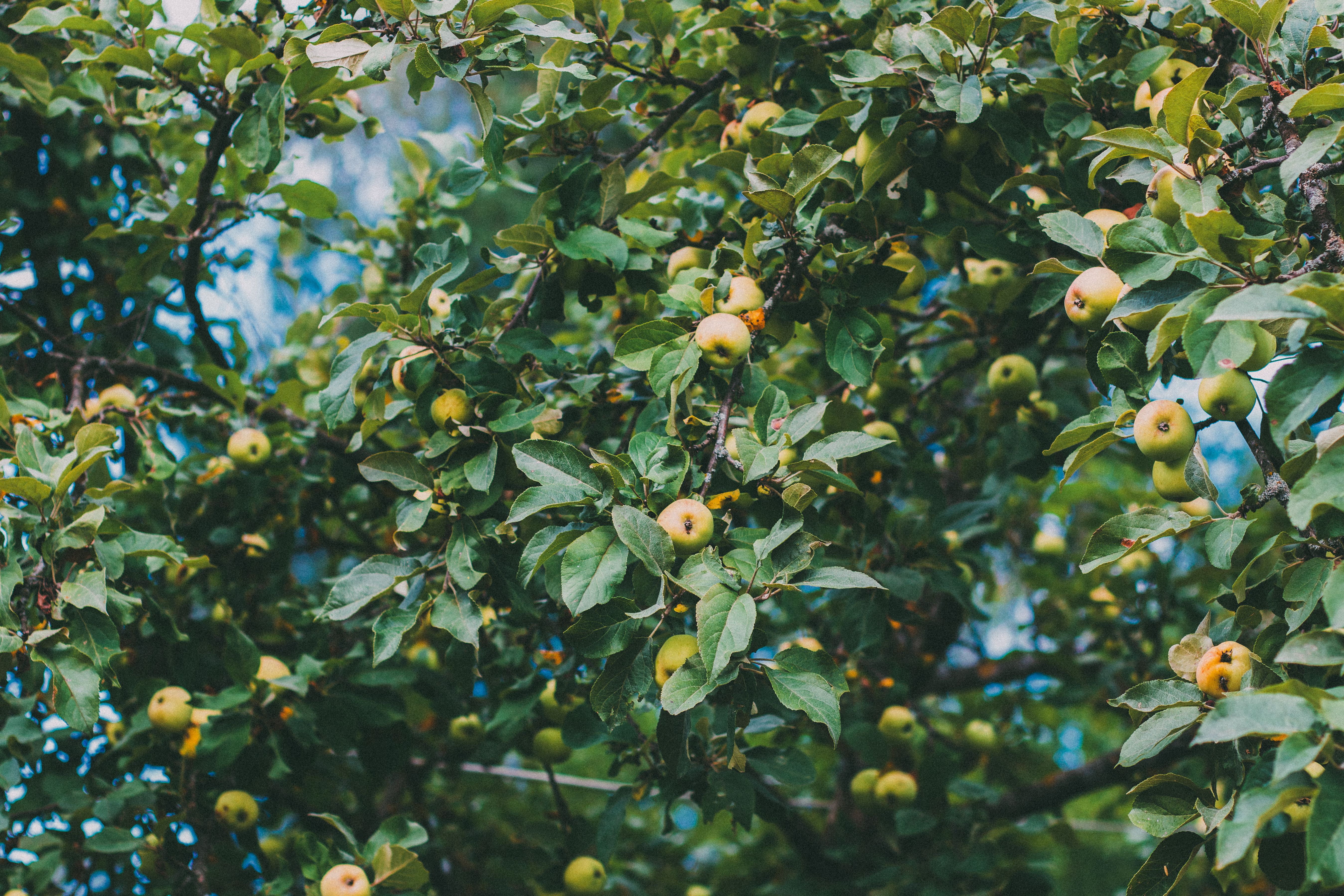 A sunny apple orchard in early autumn